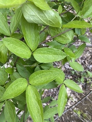 Clematis morefieldii