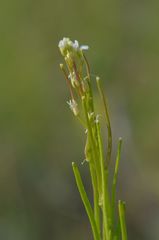 Arabis hirsuta