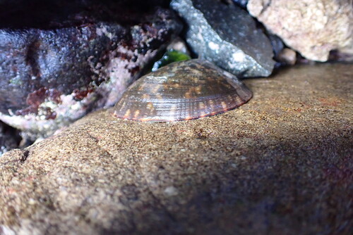 Cellana testudinaria observed 2026-07-03