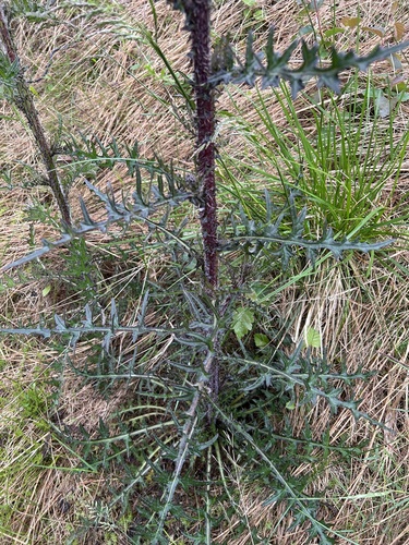 Marsh Thistle