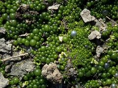 Botrydium