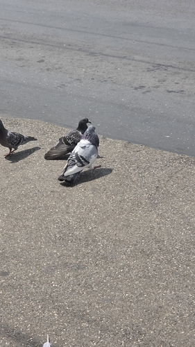 Feral Pigeon