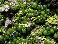 Botrydium