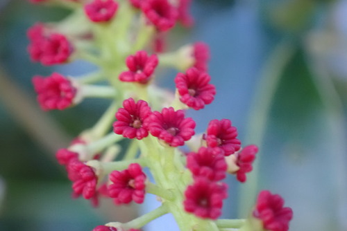 Elattostachys apetala observed 2026-07-03