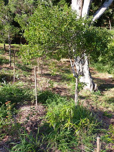 Santalum austrocaledonicum observed 2026-07-03