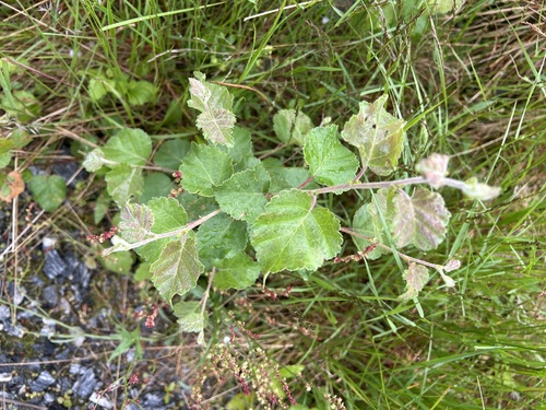 Downy Birch