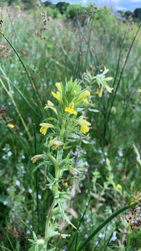 Yellow Glandweed