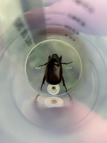 Groundnut Chafer