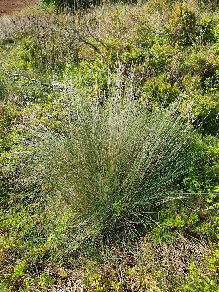 tussock grass (Logan Native Grasses) · iNaturalist