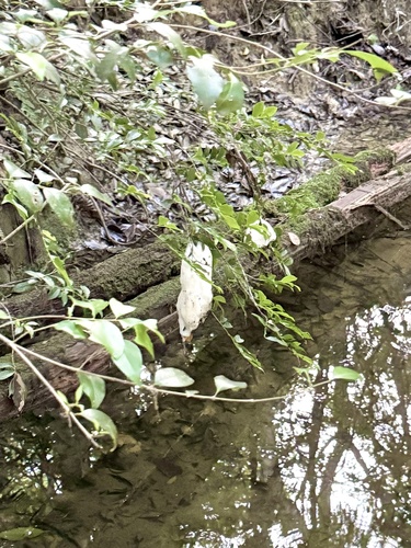 Forest Green Treefrog