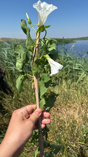 hedge bindweed