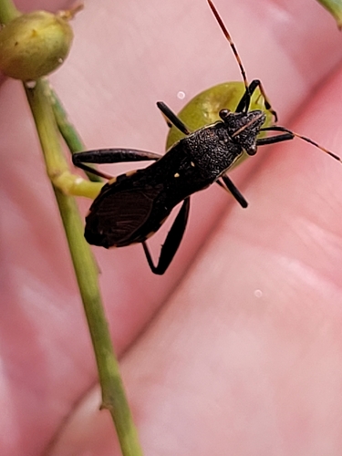 Camptopus lateralis