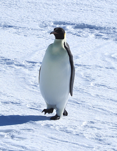 Emperor Penguin