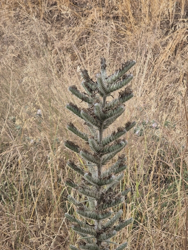 Tall Viper's-bugloss