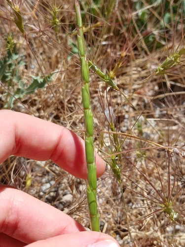 Aegilops cylindrica
