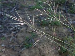 Aristida warburgii