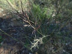 Aristida warburgii