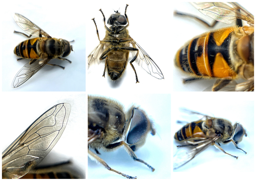 Eristalis cerealis