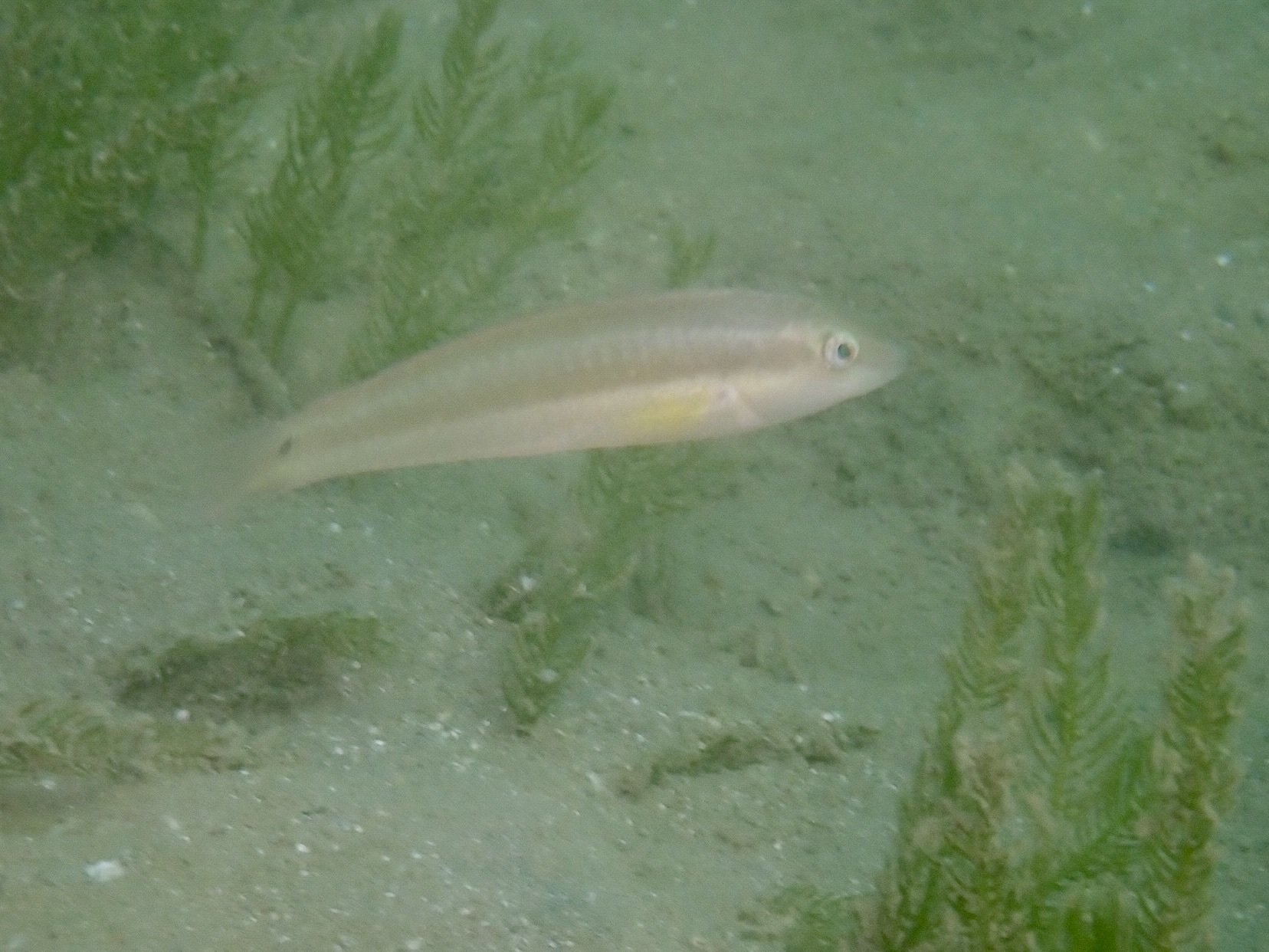 U-Spot Wrasse