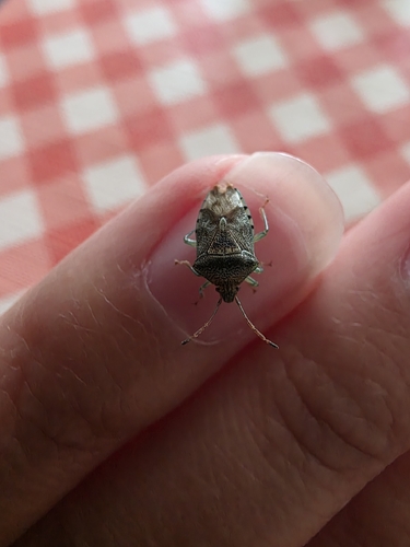 Parent Bug