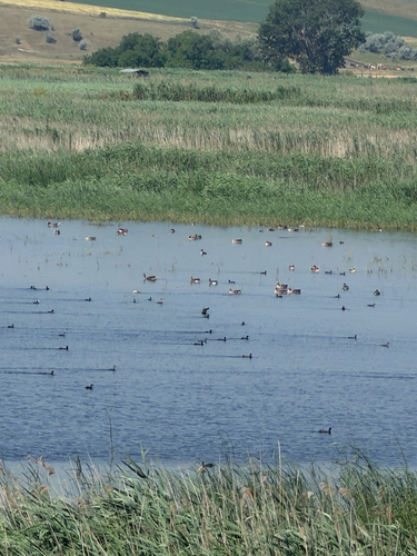 Greylag Goose