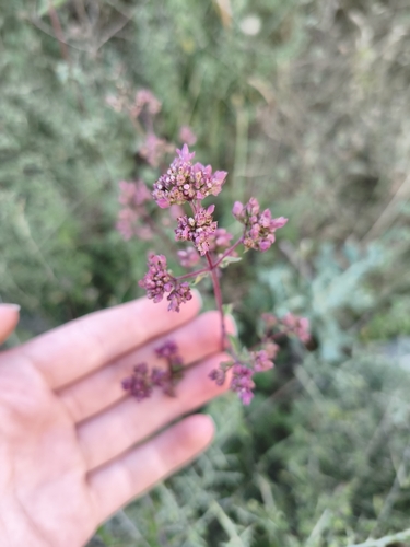 Oregano