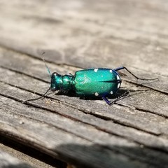 Cicindela sexguttata