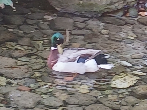 Domestic Mallard