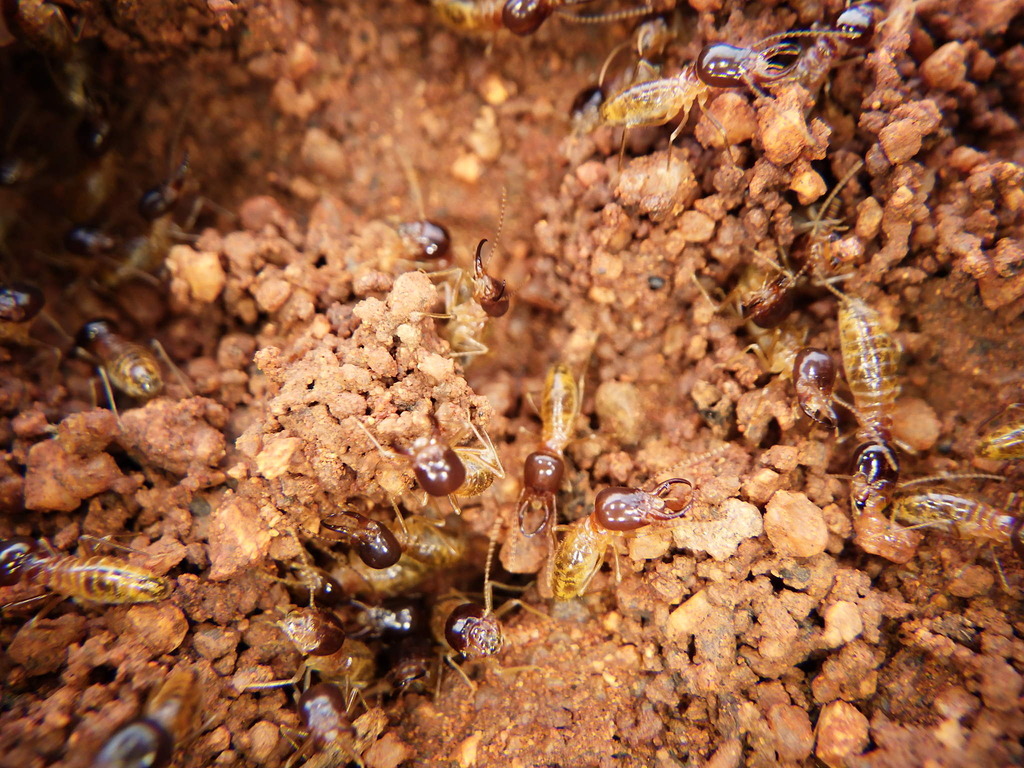 Drepanotermes perniger