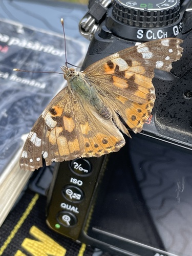 Painted Lady