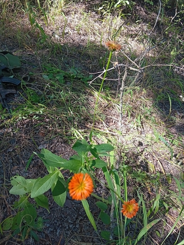 Emilia coccinea observed 2026-07-03