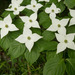 Kousa Dogwood - Photo (c) Σ64, some rights reserved (CC BY)