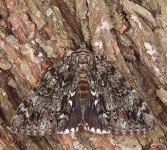 Catocala lacrymosa