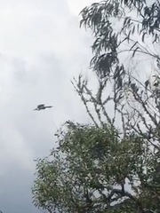 Andigena nigrirostris