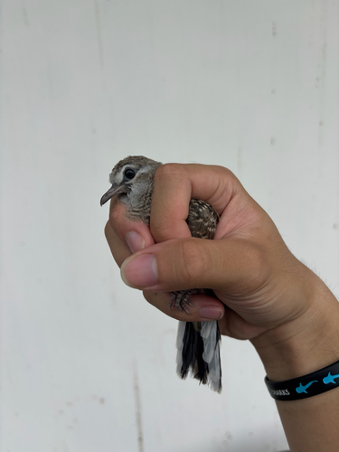 Zebra Dove
