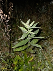 Verbena incompta, photograph author not stated, no rights reserved