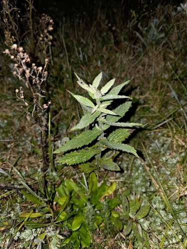 Verbena incompta, photograph 4