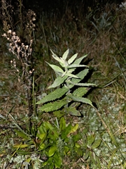 Verbena incompta, photograph author not stated, no rights reserved