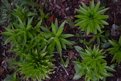 Lilieae
