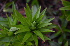 Lilieae