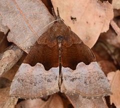 Hypena appalachiensis
