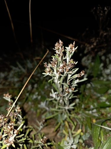 Gamochaeta americana