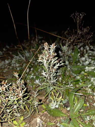 Gamochaeta americana, photograph 2