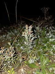 Gamochaeta americana, photograph author not stated, no rights reserved
