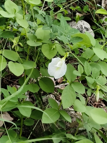 White Butterfly Pea