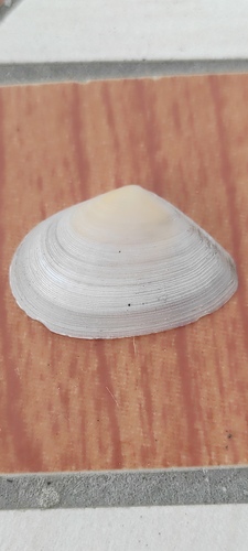 Serratina serrata