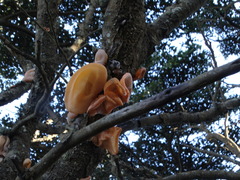 Aleurodiscus vitellinus