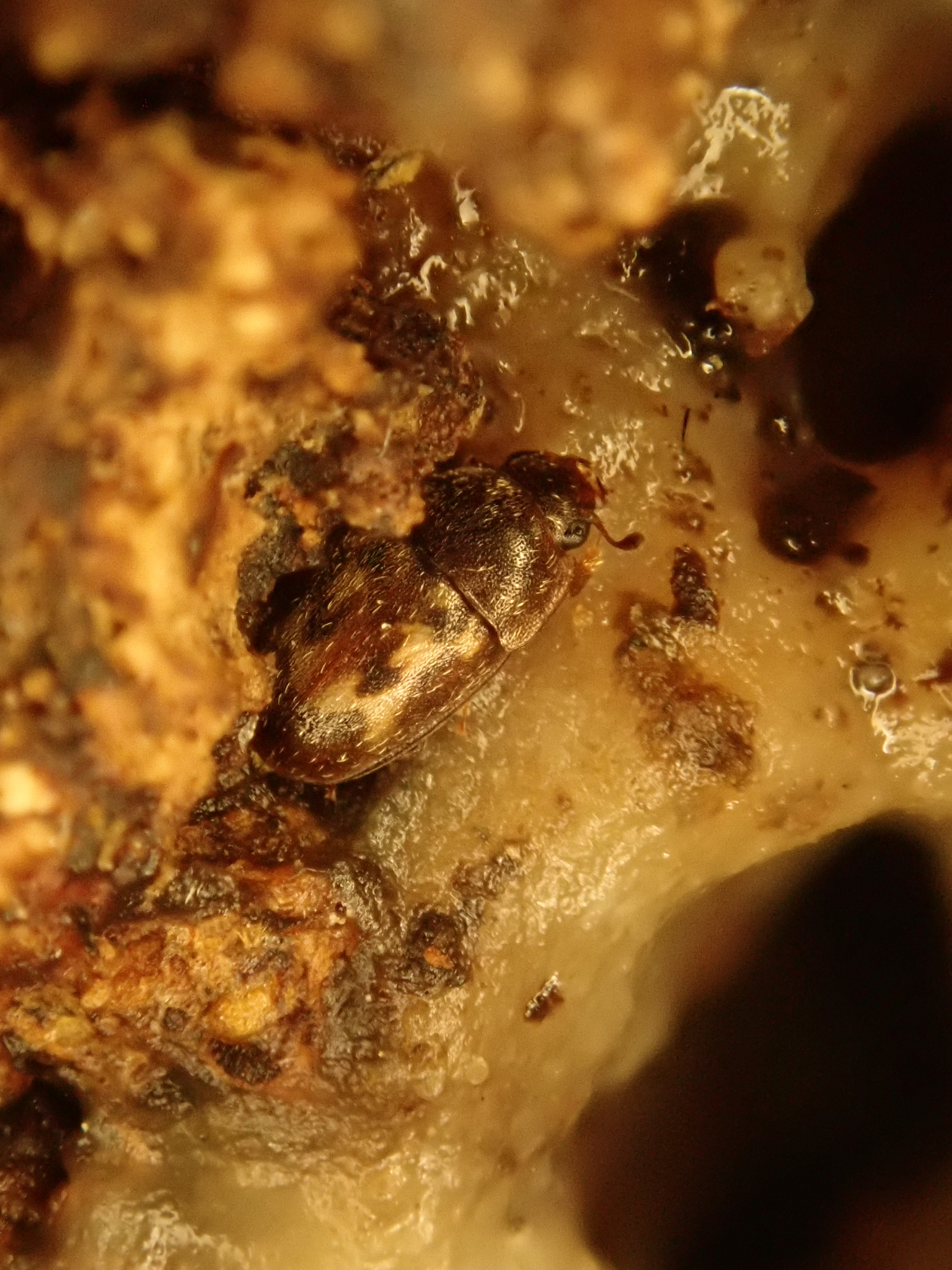 Cryptarcha undata