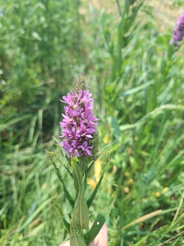 purple loosestrife