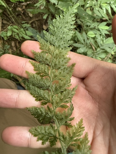 Vandenboschia kalamocarpa iNat (2)